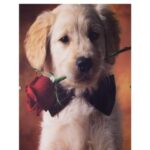 Ram za slike 60X80 cm CLIP-FIX